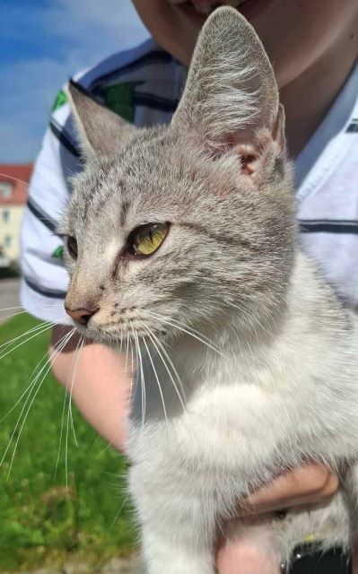 kotek